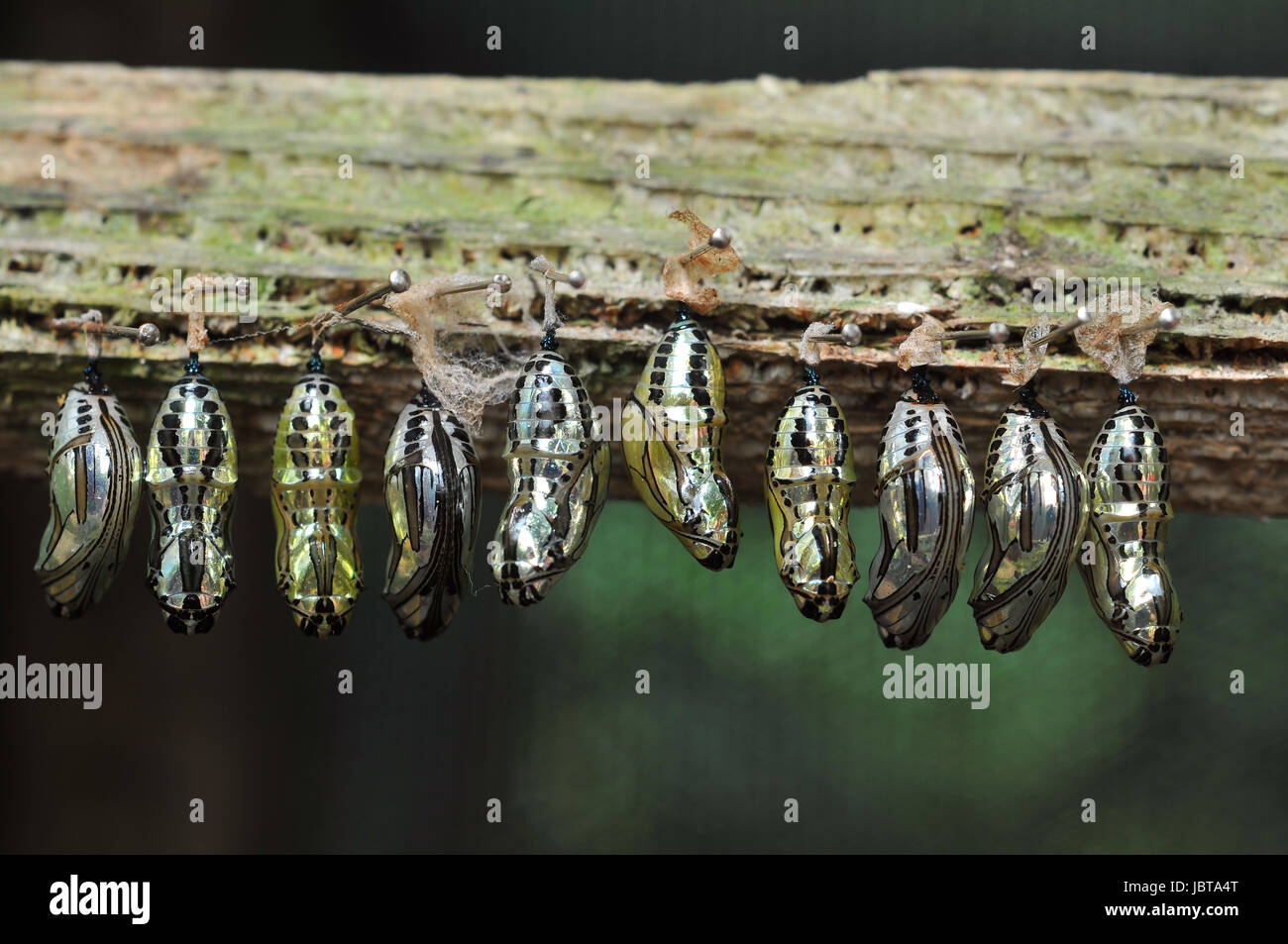 Rows of butterfly cocoons and newly hatched butterfly. Stock Photo