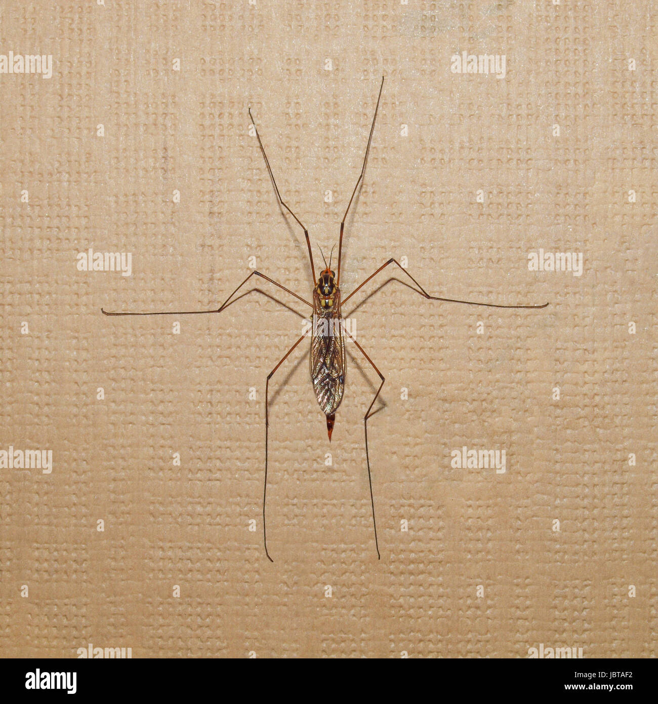 Crane Fly mosquito insect of the family Tipulidae order Diptera aka daddy longlegs Stock Photo