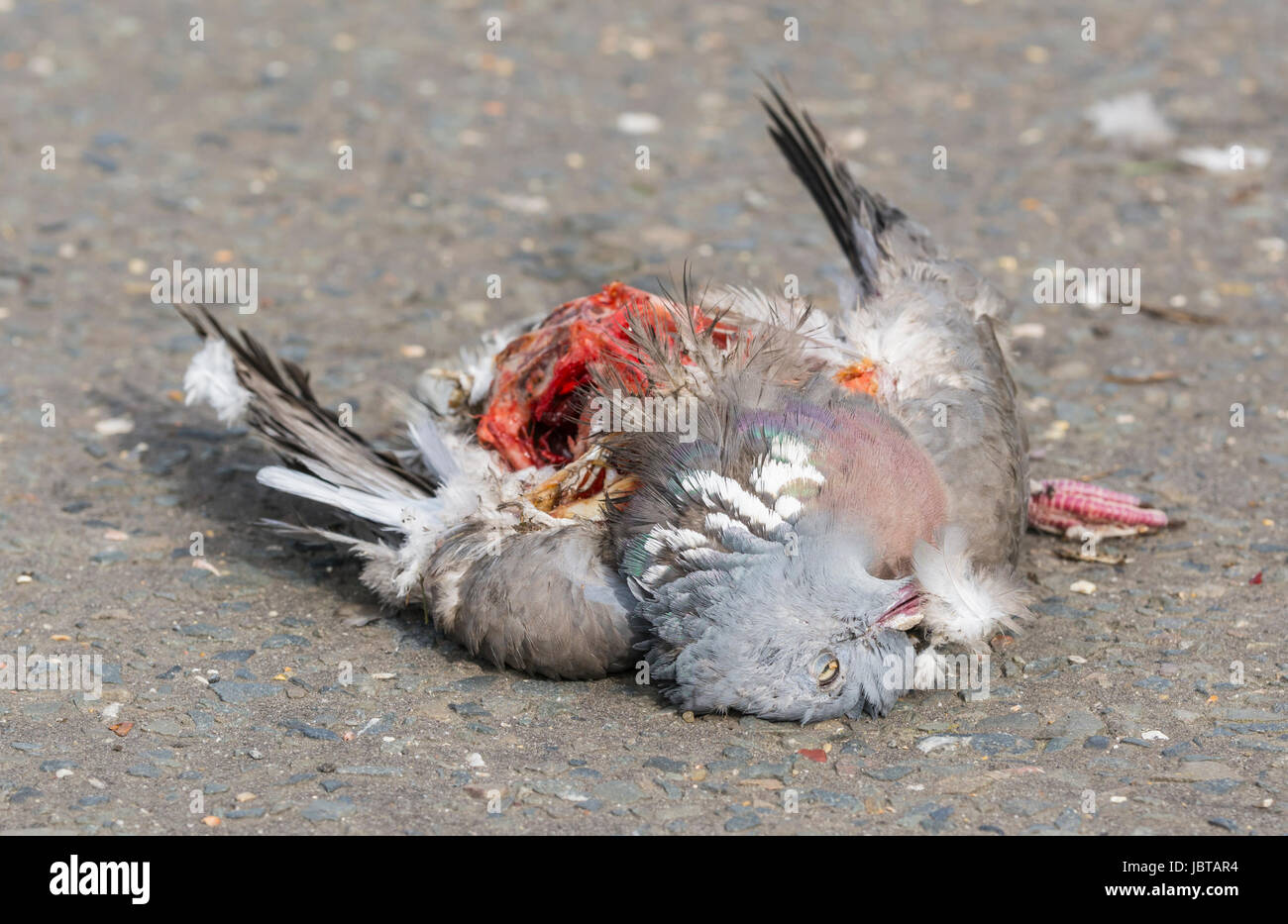 Roadkill. Wood Pigeon laying dead after being hit by a car on a road. Stock Photo