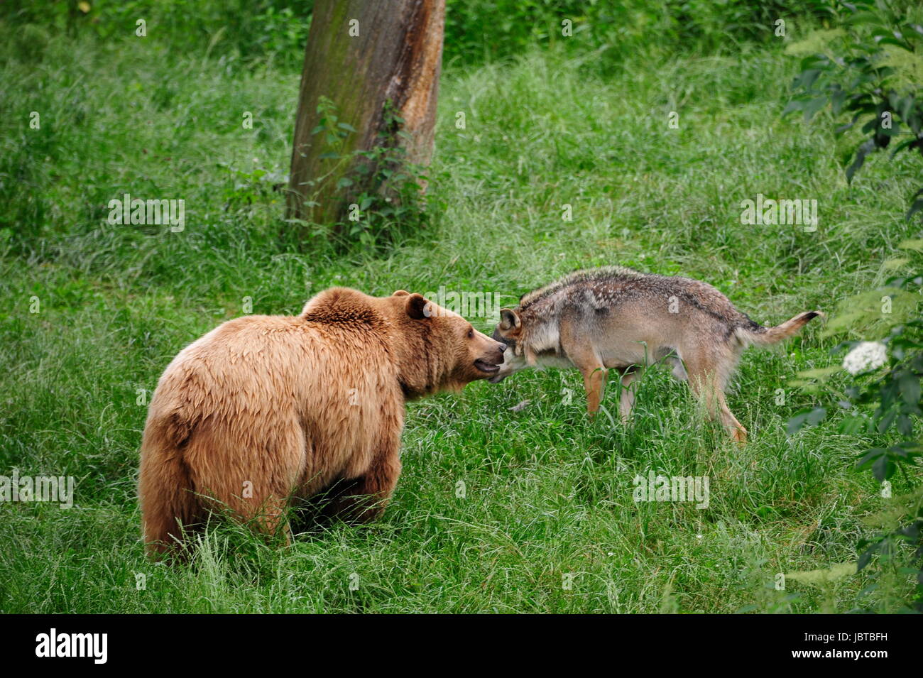 Brown Bear (Ursus arctos) and Gray Wolf (Canis lupus) Stock Photo