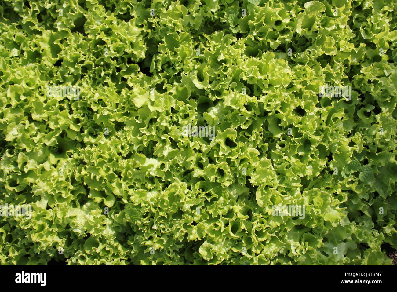 Fresh green curly Lettuce salad background. Top view Stock Photo - Alamy