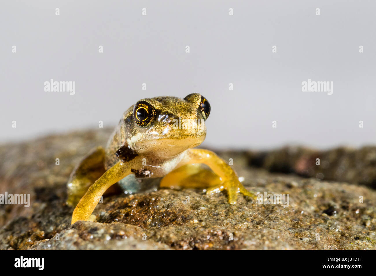 Tadpole metamorphosis common frog rana hires stock photography and