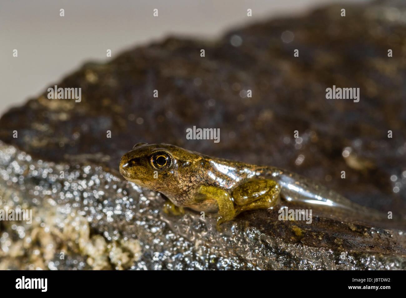 Tadpole metamorphosis common frog rana hires stock photography and