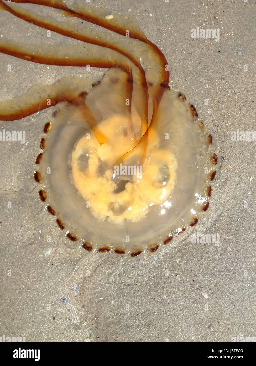 gestrandete Kompassqualle, Chrysaora hyoscella / stranded Compass Jellyfish, Chrysaora hyoscella Stock Photo