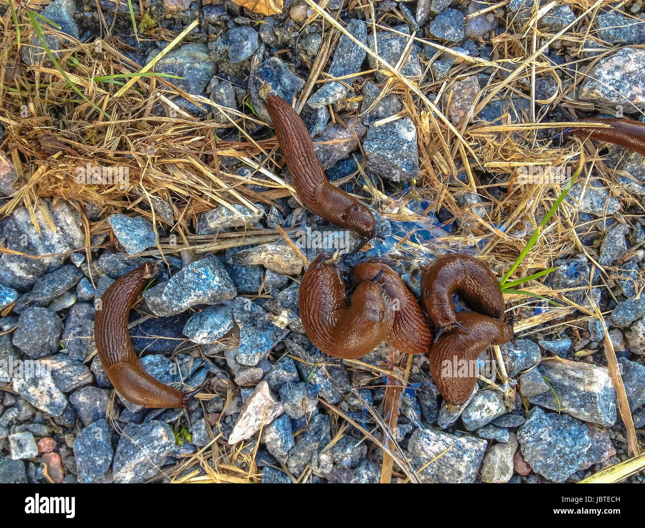 Wegschnecken bei Paarung, Arion empiricorum / Slugs mating, Arion empiricorum Stock Photo