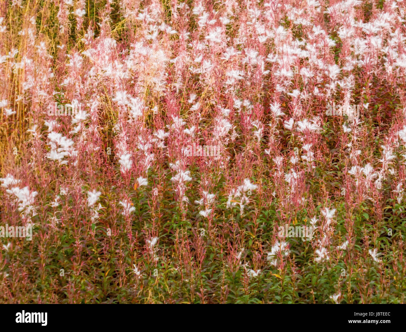 Weidenröschen im Herbst, Epilobium sp. / Willow-Herb in autumn, Epilobium sp. Stock Photo