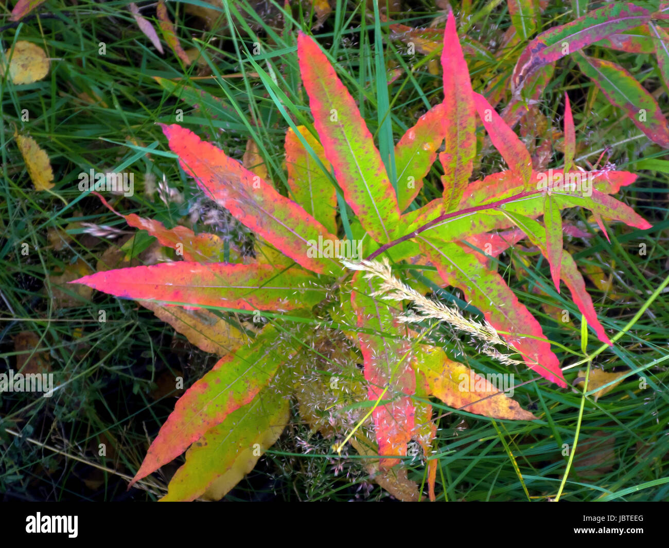 Weidenröschen im Herbst, Epilobium sp. / Willow-Herb in autumn, Epilobium sp. Stock Photo