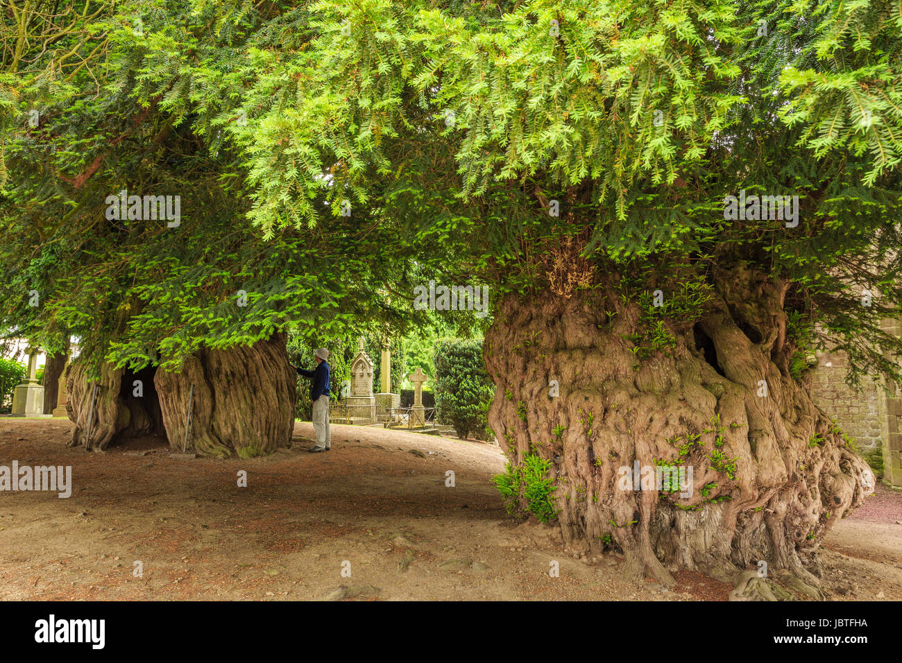 France, Orne (61), La LandePatry, ifs millénaires devant l'église // France, Orne, La Lande