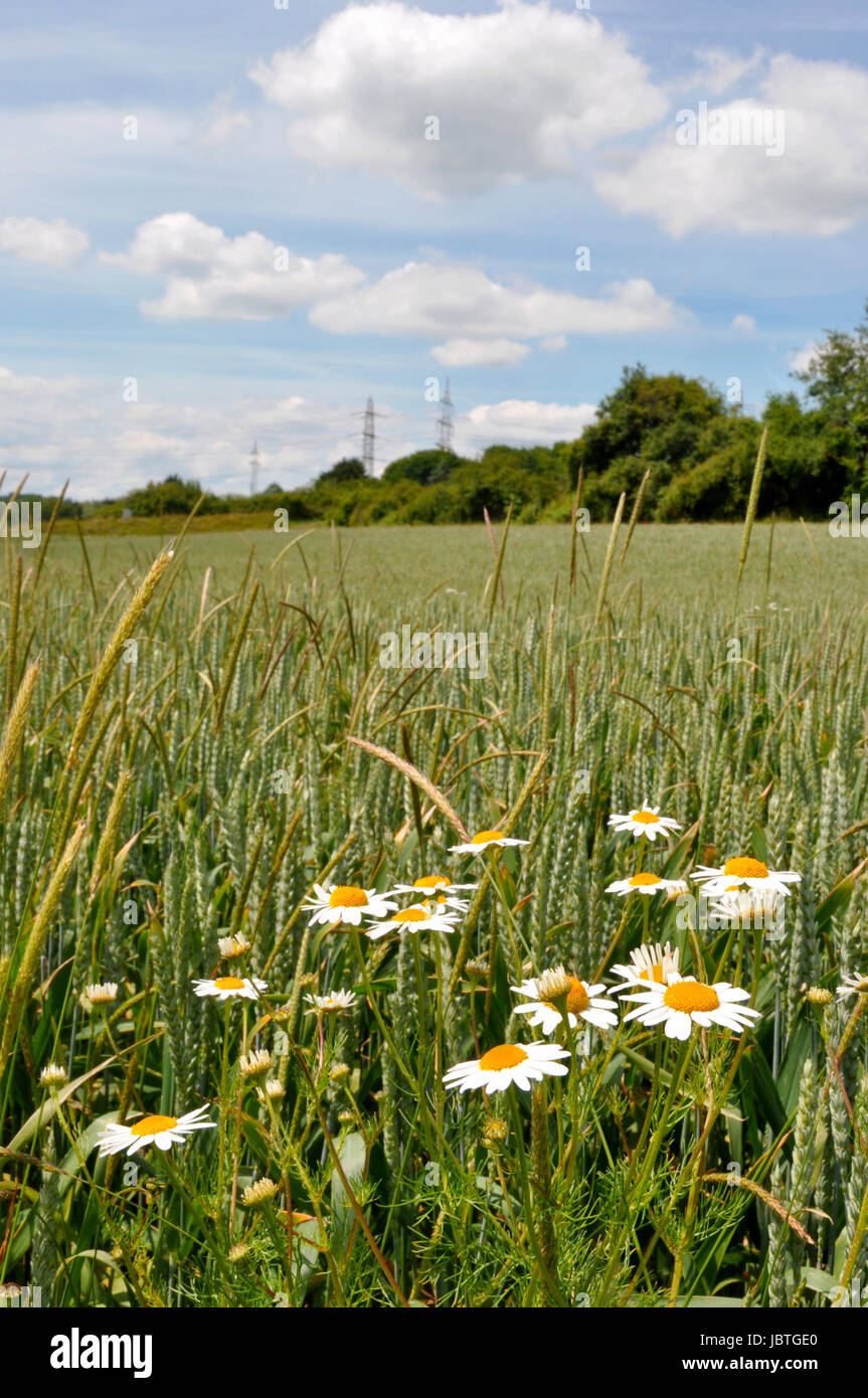 flowers at the field edge Stock Photo - Alamy