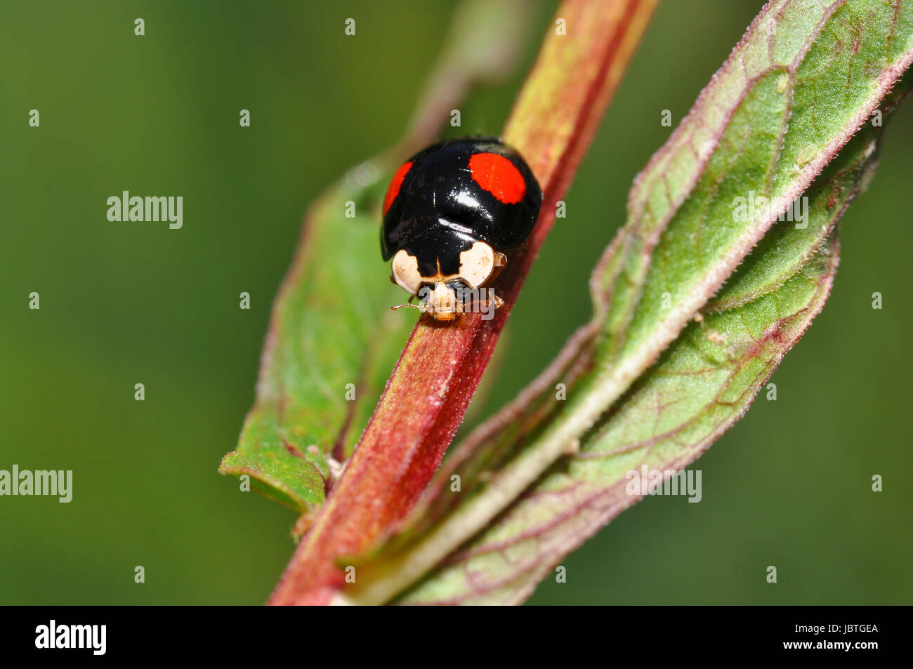 nierenfleckiger ball ladybug - chilocorus renipustulatus Stock Photo