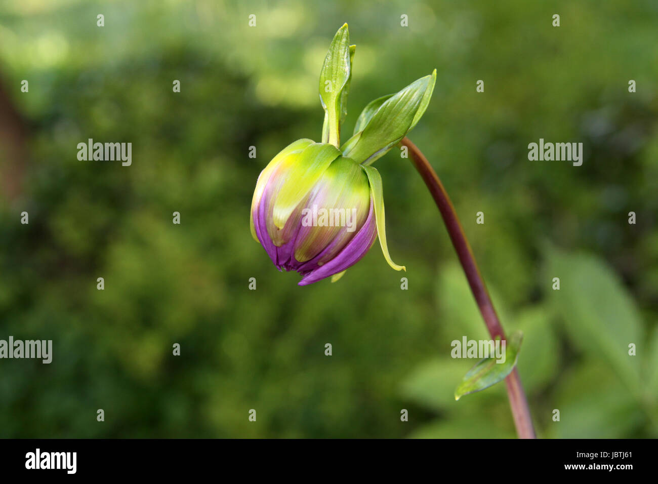 Emerging purple Dahlia flower bulb with beautiful blurred background Stock Photo