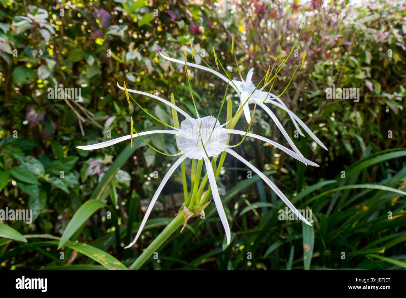 Produktbild von Lycoris,winterhart Mehrjährig,Wunderschön,Spinnenlilie Deko