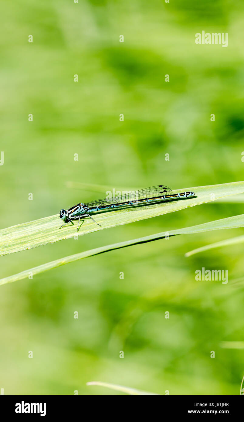 Azure, Southern damselfly on green single blade grass Stock Photo - Alamy