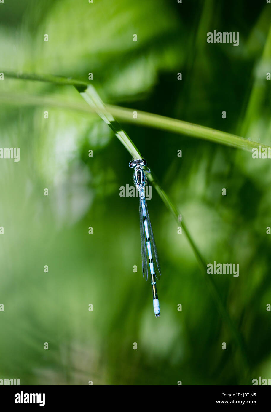 Azure, Southern damselfly on green single blade grass Stock Photo - Alamy
