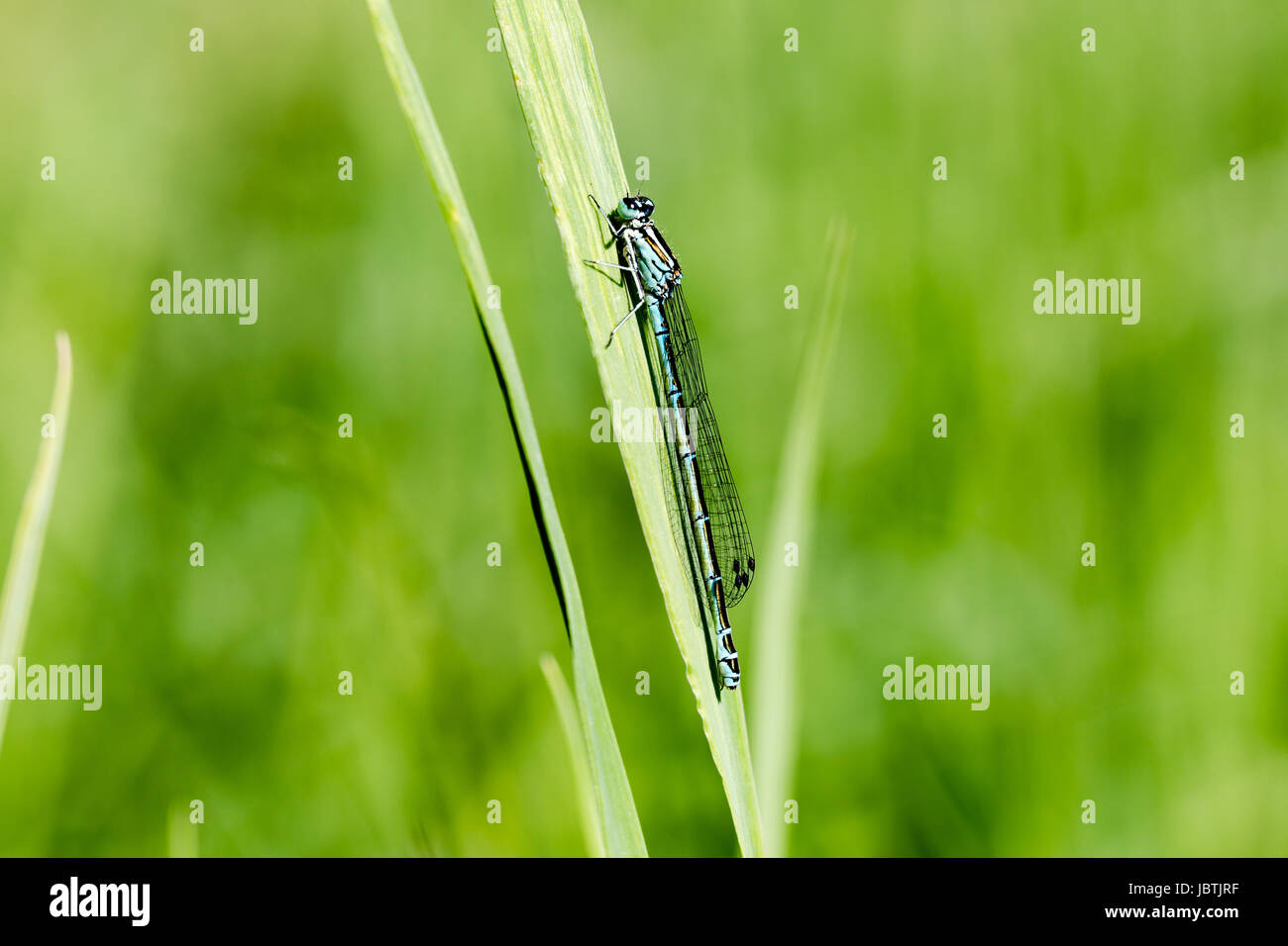 Azure, Southern damselfly on green single blade grass Stock Photo - Alamy