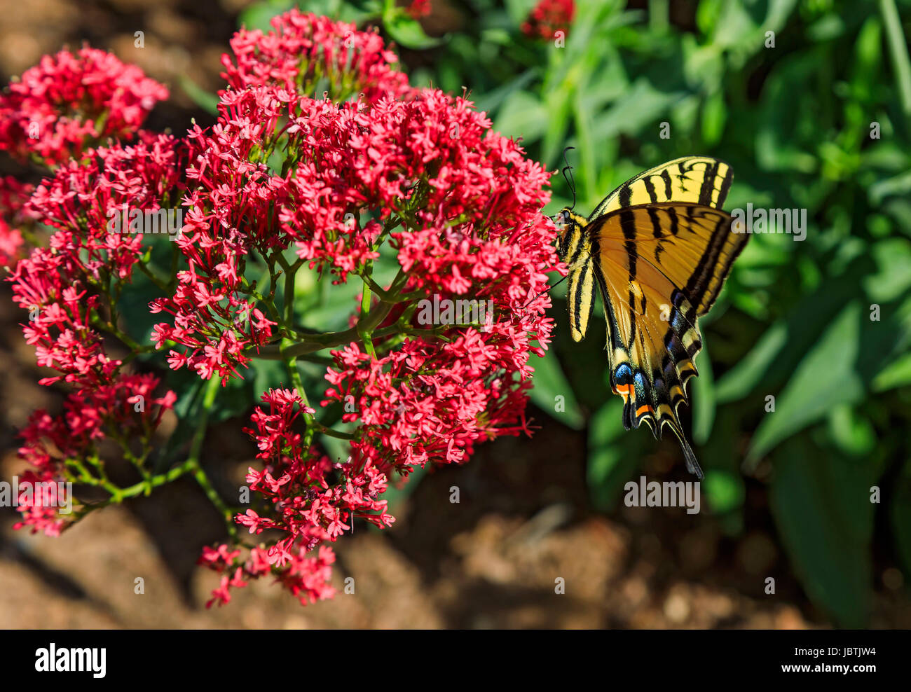 A Tiger Swallowtail Butterfly (Papilio glaucus) on the blossom a Red