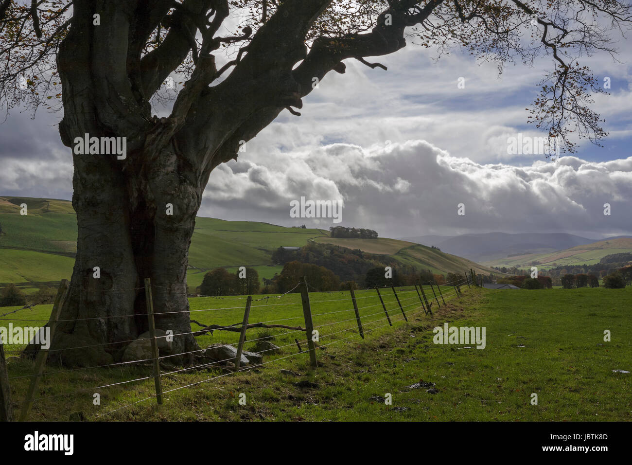 Country near Barony Castle, Eddleston, Scottish Borders Stock Photo