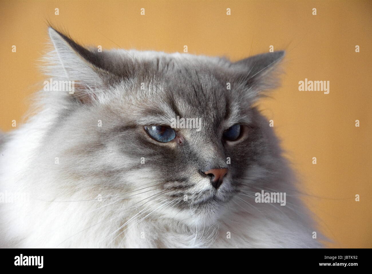 Siberian forest cat for sale near me