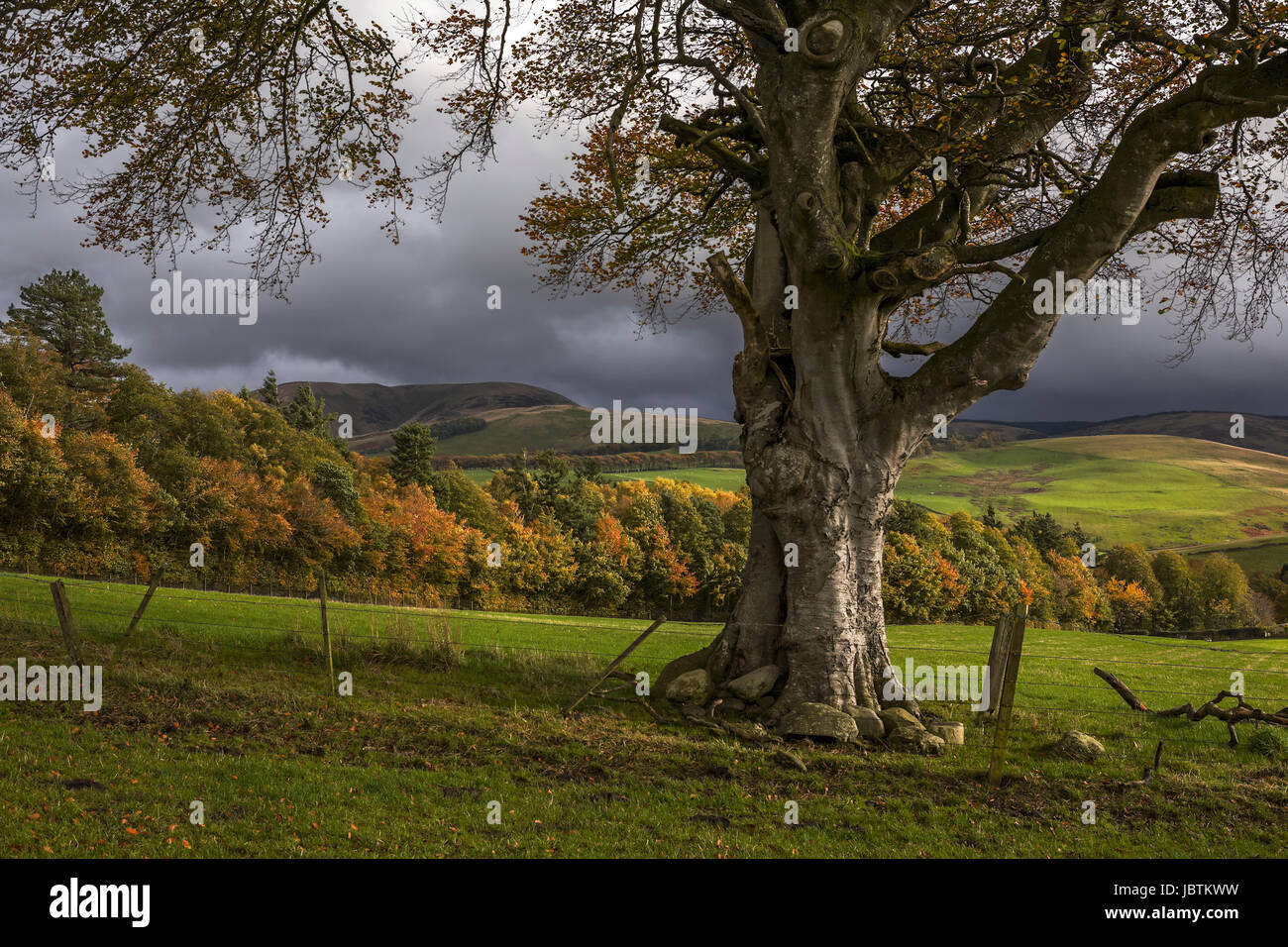 Country near Barony Castle, Eddleston, Scottish Borders Stock Photo