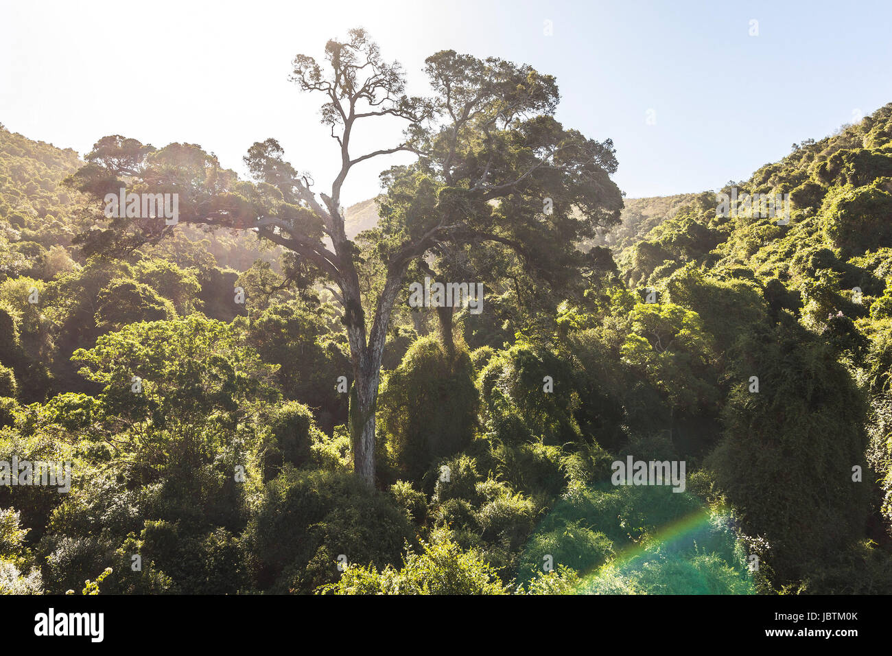 Yellowwood tree in Nature's valley in South Africa Stock Photo