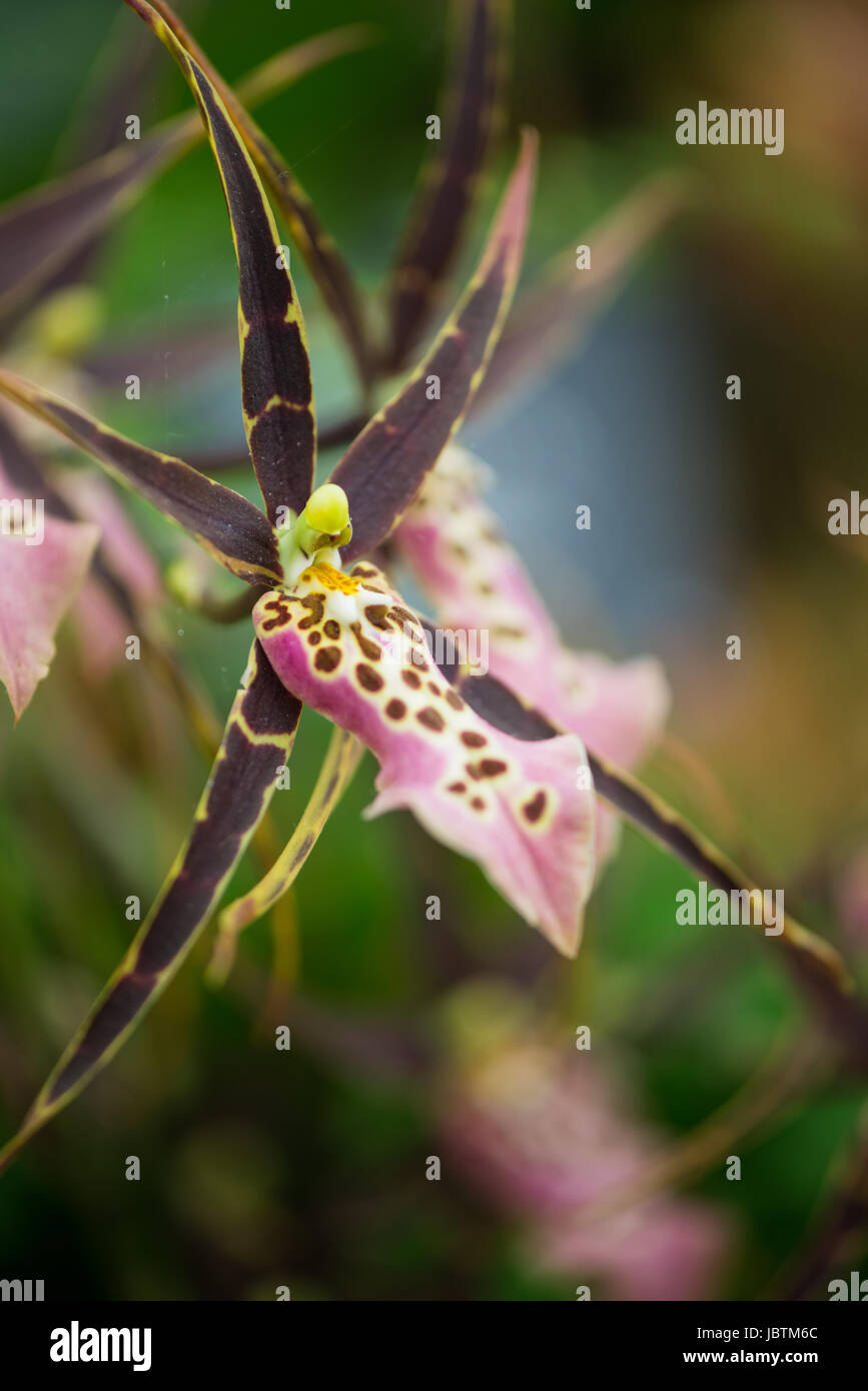 Orchid Bratonia Miltassia Shelob ‘Tolkien’ macro closeup flower pink brown spots Stock Photo