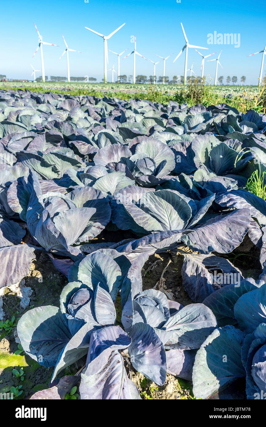 Cabbage harvest in Ditmarsh, Schleswig Holstein, the Federal Republic of Germany,, Kohlernte in Dithmarschen, Bundesrepublik Deutschland, Stock Photo