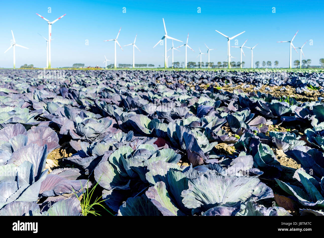 Cabbage harvest in Ditmarsh, Schleswig Holstein, the Federal Republic of Germany,, Kohlernte in Dithmarschen, Bundesrepublik Deutschland, Stock Photo