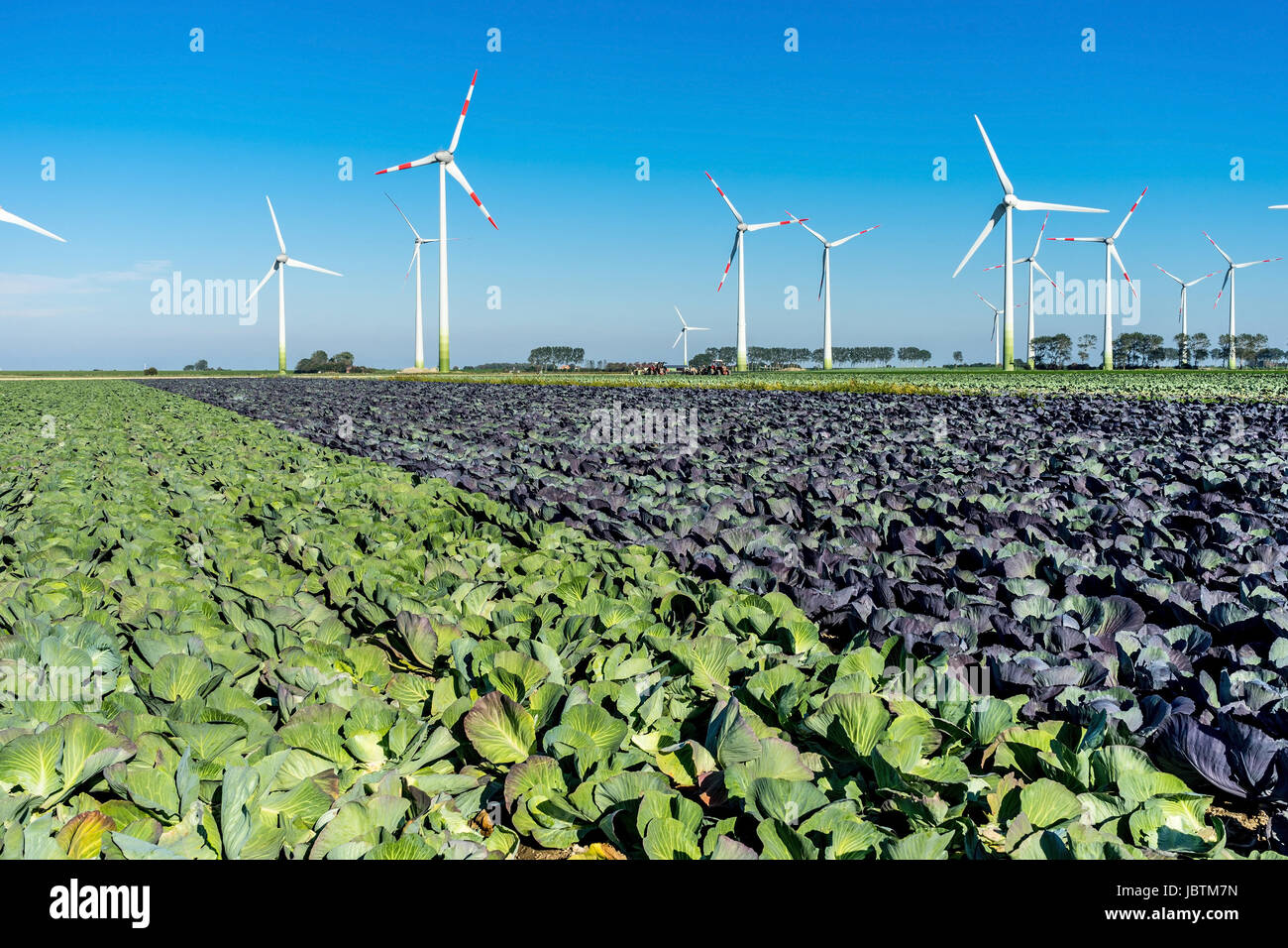 Cabbage harvest in Ditmarsh, Schleswig Holstein, the Federal Republic of Germany,, Kohlernte in Dithmarschen, Bundesrepublik Deutschland, Stock Photo