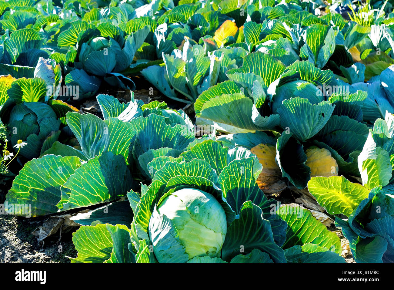 Kohlfelder hires stock photography and images Alamy