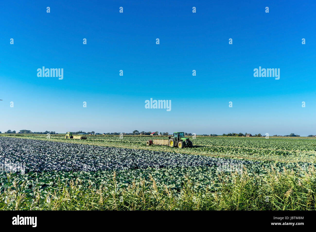 Cabbage harvest in Ditmarsh, Schleswig Holstein, the Federal Republic of Germany,, Kohlernte in Dithmarschen, Bundesrepublik Deutschland, Stock Photo