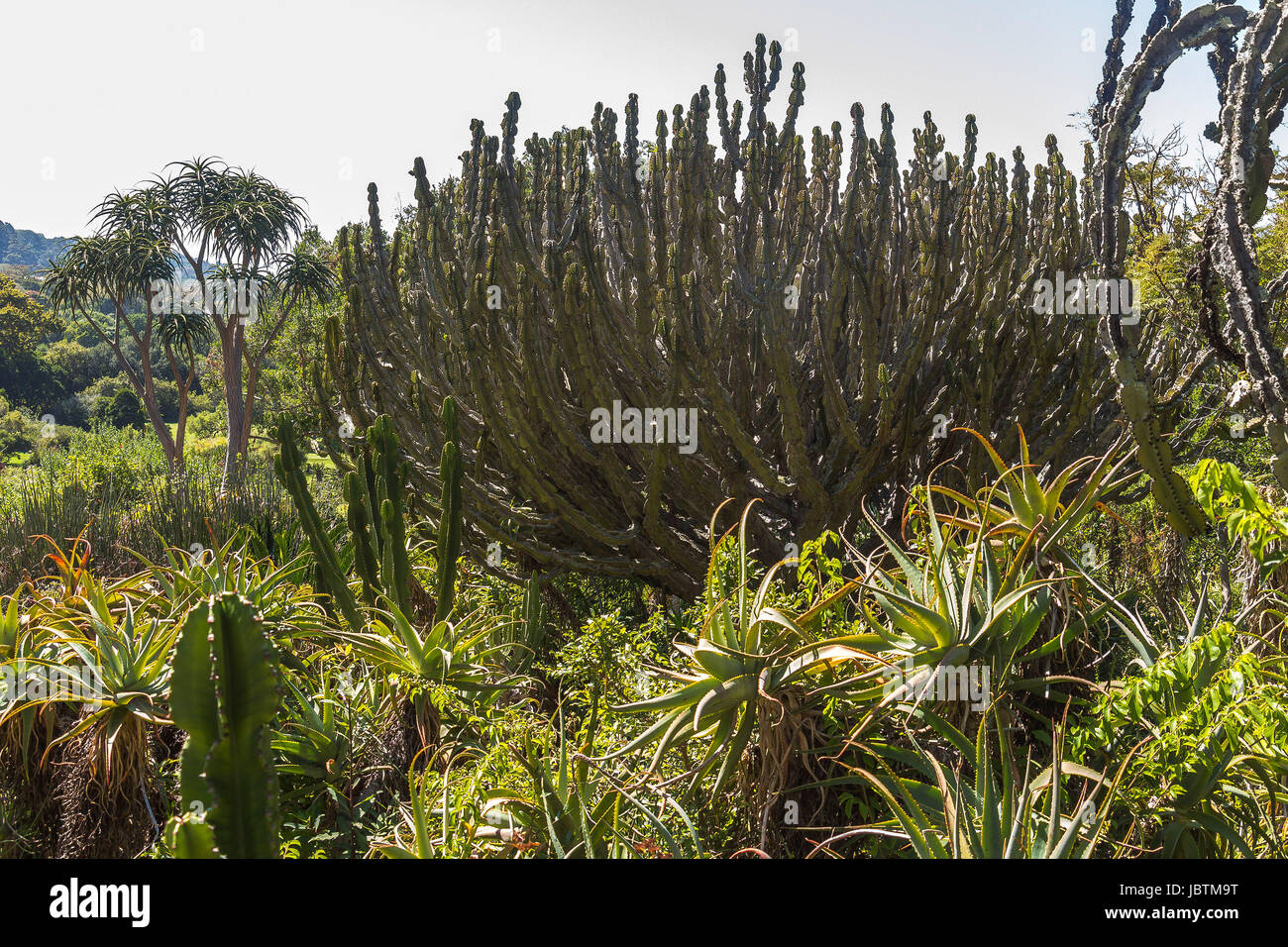 Cactus tree inside Kirstenbosch botanical garden, Cape Town Stock Photo