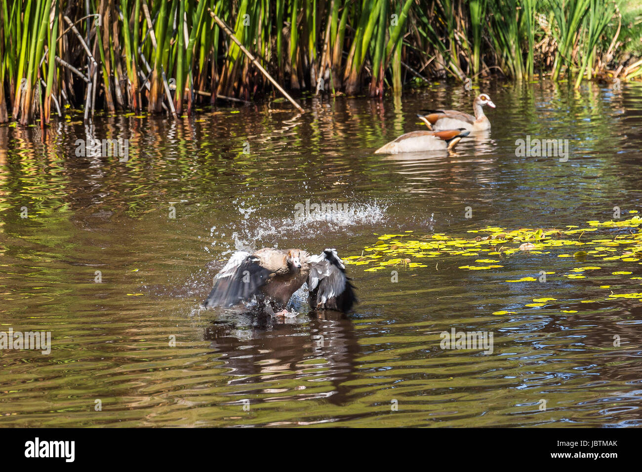 Duck starting to fly from water inside Kirstenbosch botanical garden, Cape Town Stock Photo