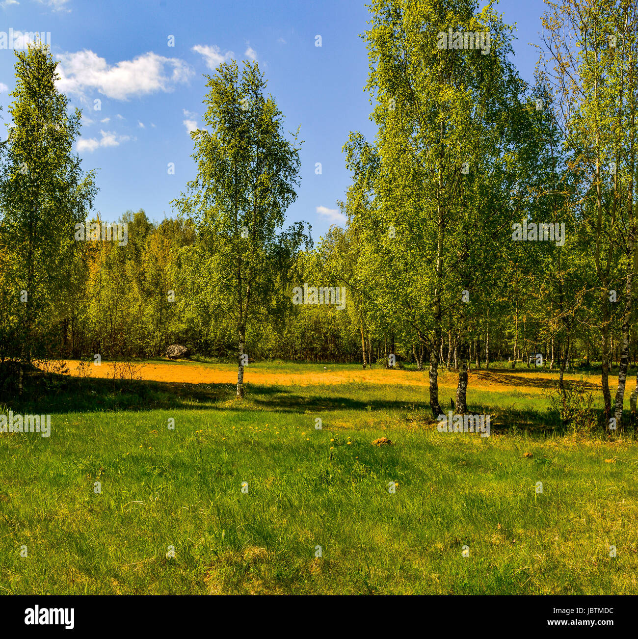 Sunny summer day in a birch grove Stock Photo - Alamy
