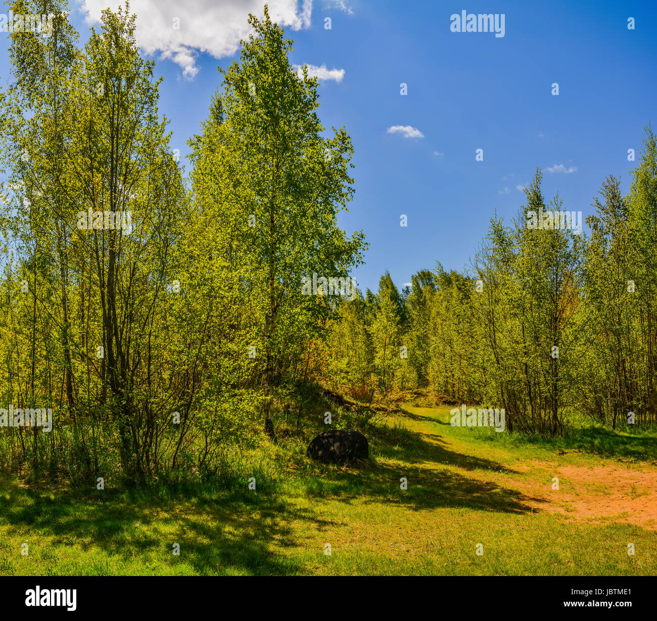 Sunny summer day in a birch grove Stock Photo - Alamy