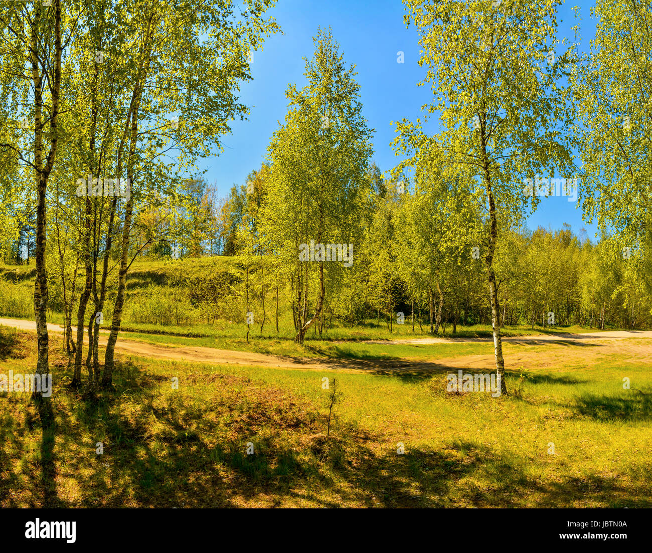 Sunny summer day in a birch grove Stock Photo - Alamy