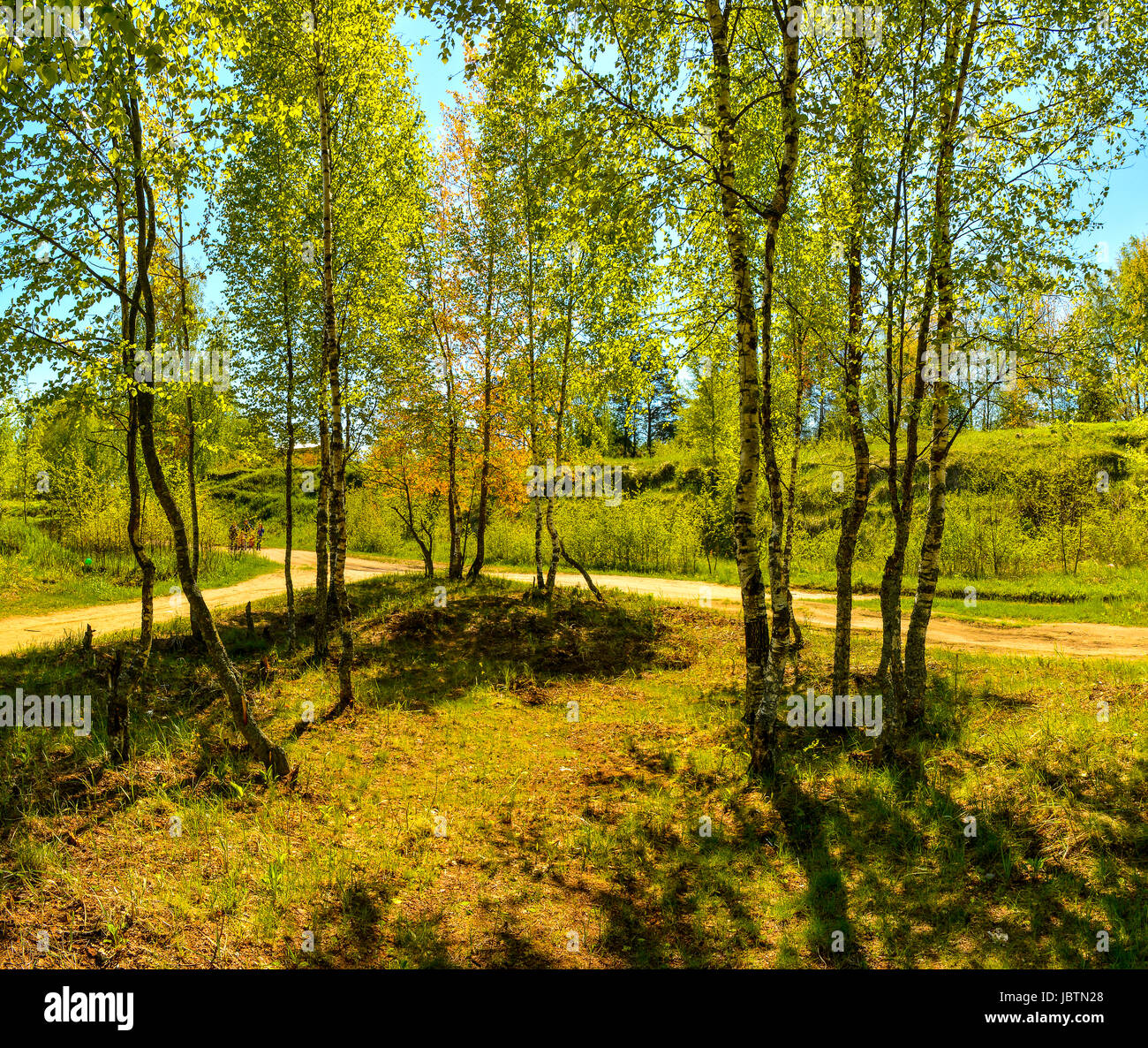 Sunny summer day in a birch grove Stock Photo - Alamy
