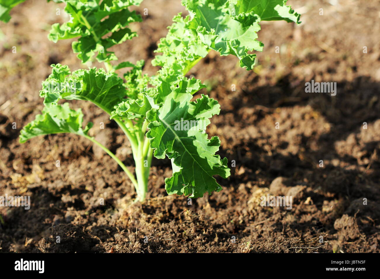 Young kale growing in the vegetable garden Stock Photo Alamy