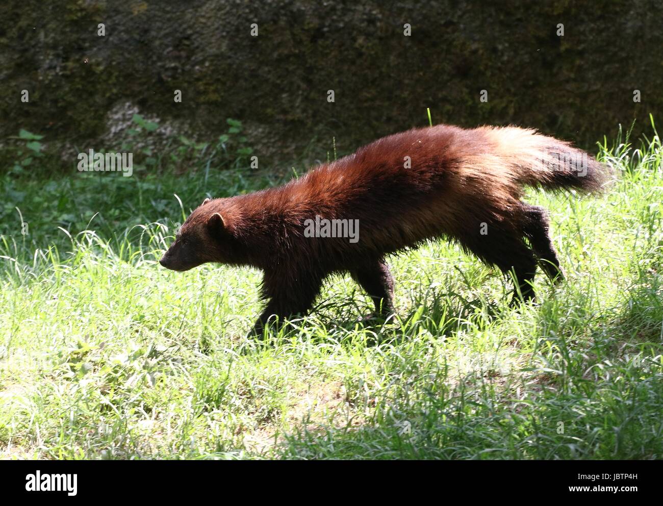 North American / Eurasian Wolverine (Gulo Gulo Stock Photo - Alamy