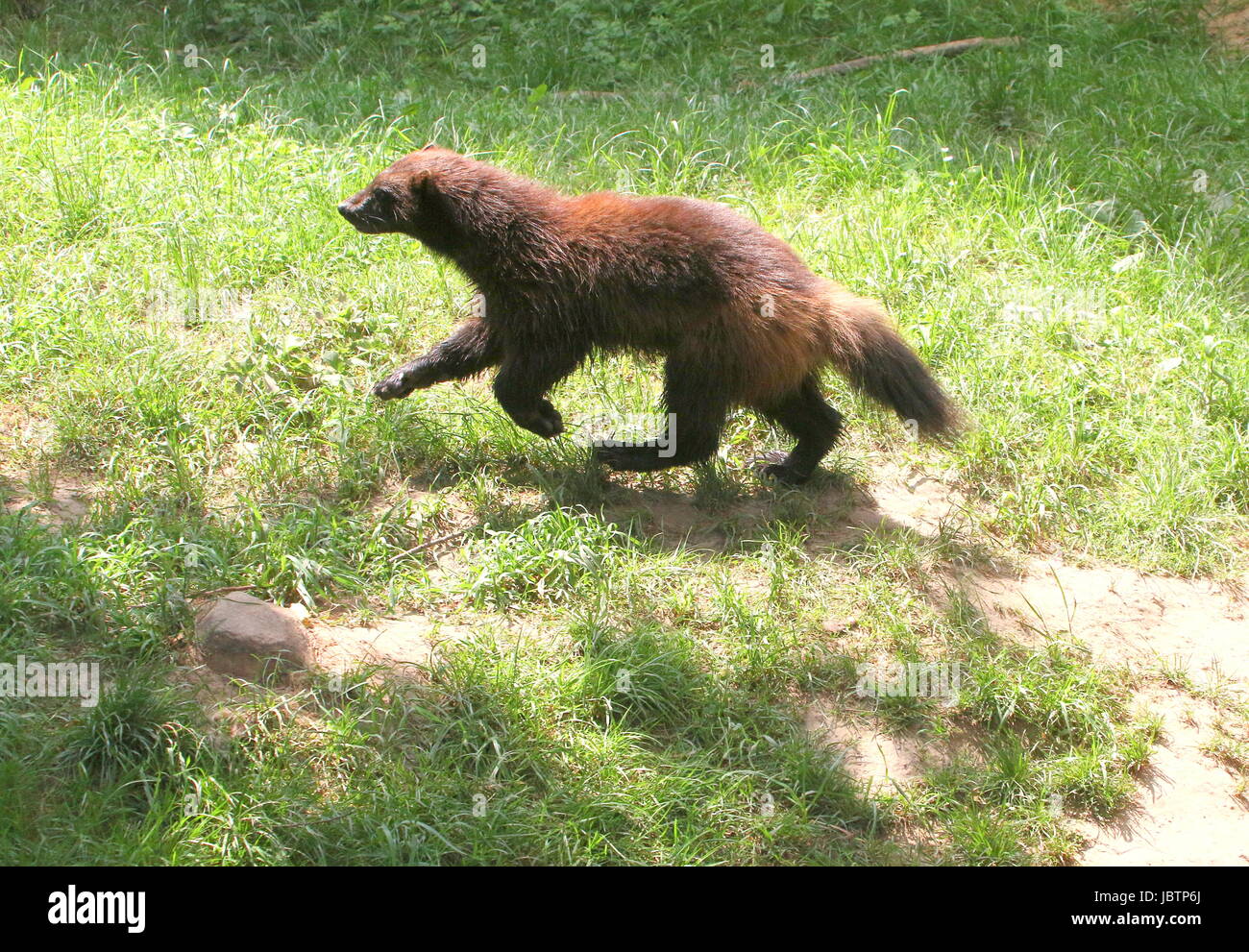 North American / Eurasian Wolverine (Gulo Gulo Stock Photo - Alamy
