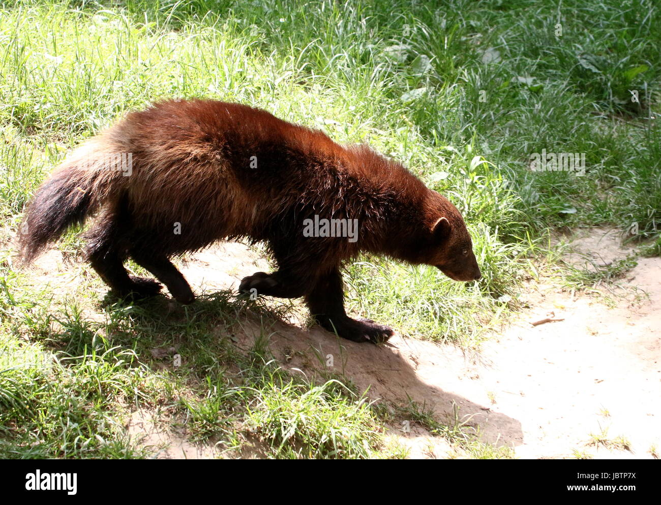 North American / Eurasian Wolverine (Gulo Gulo Stock Photo - Alamy