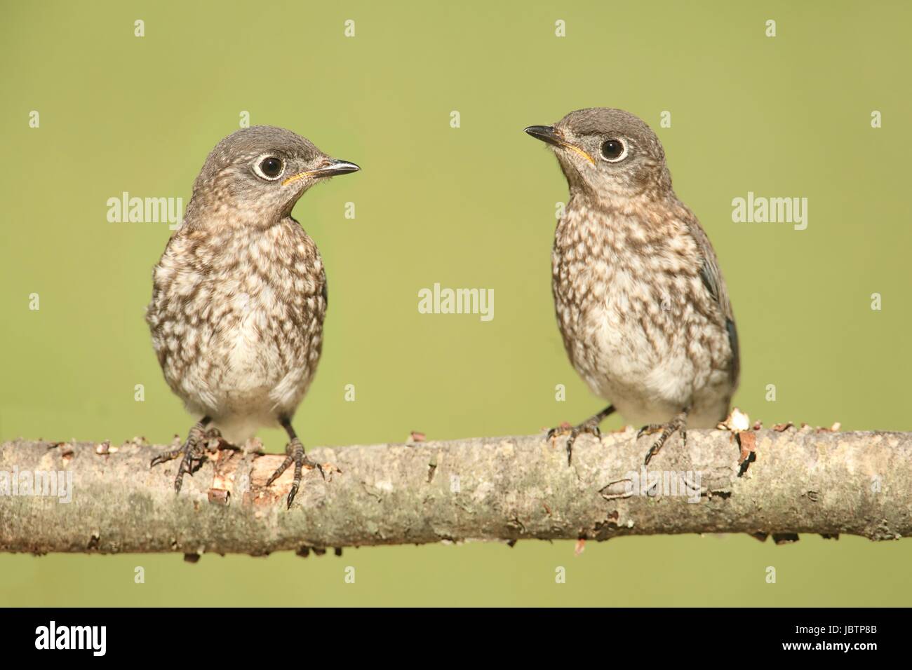 Eastern Bluebird Juvenile