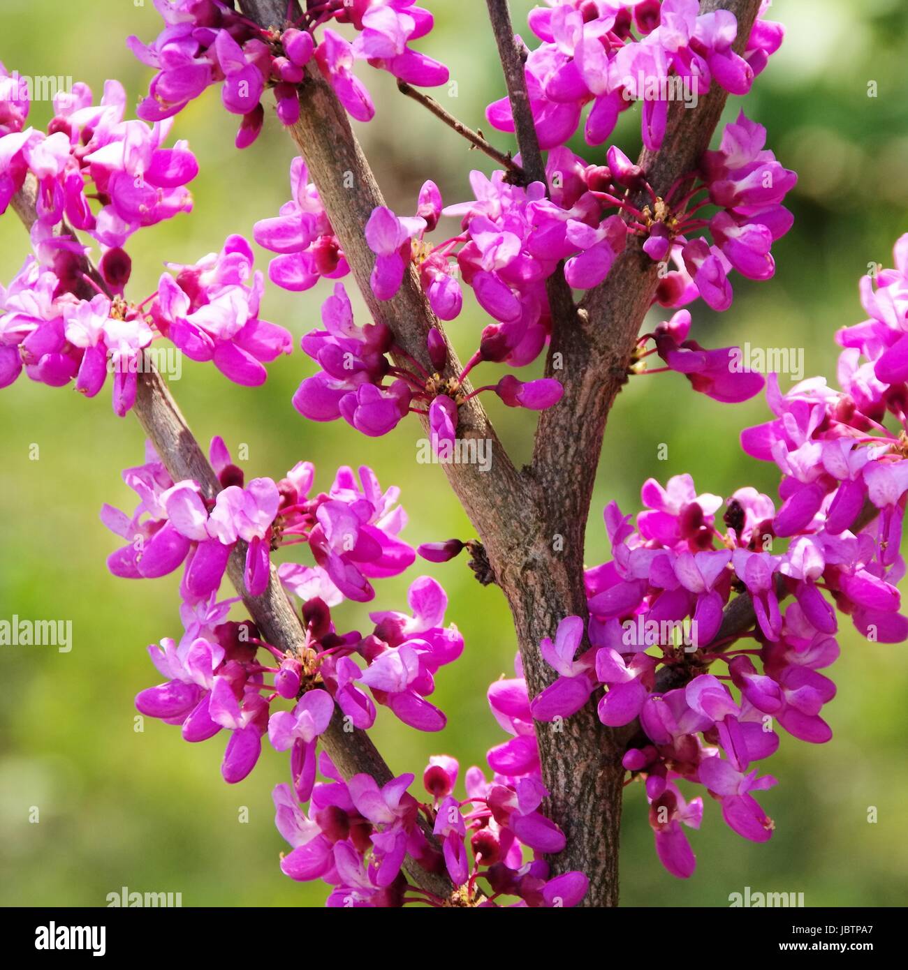 Judasbaum - Judas tree 02 Stock Photo