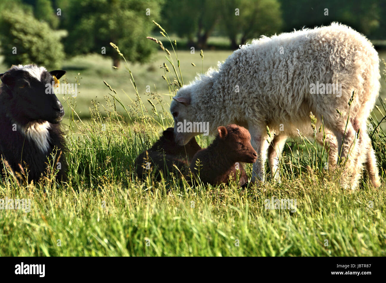 Sheep Offspring Breeding dummy hi-res stock photography and images - Alamy