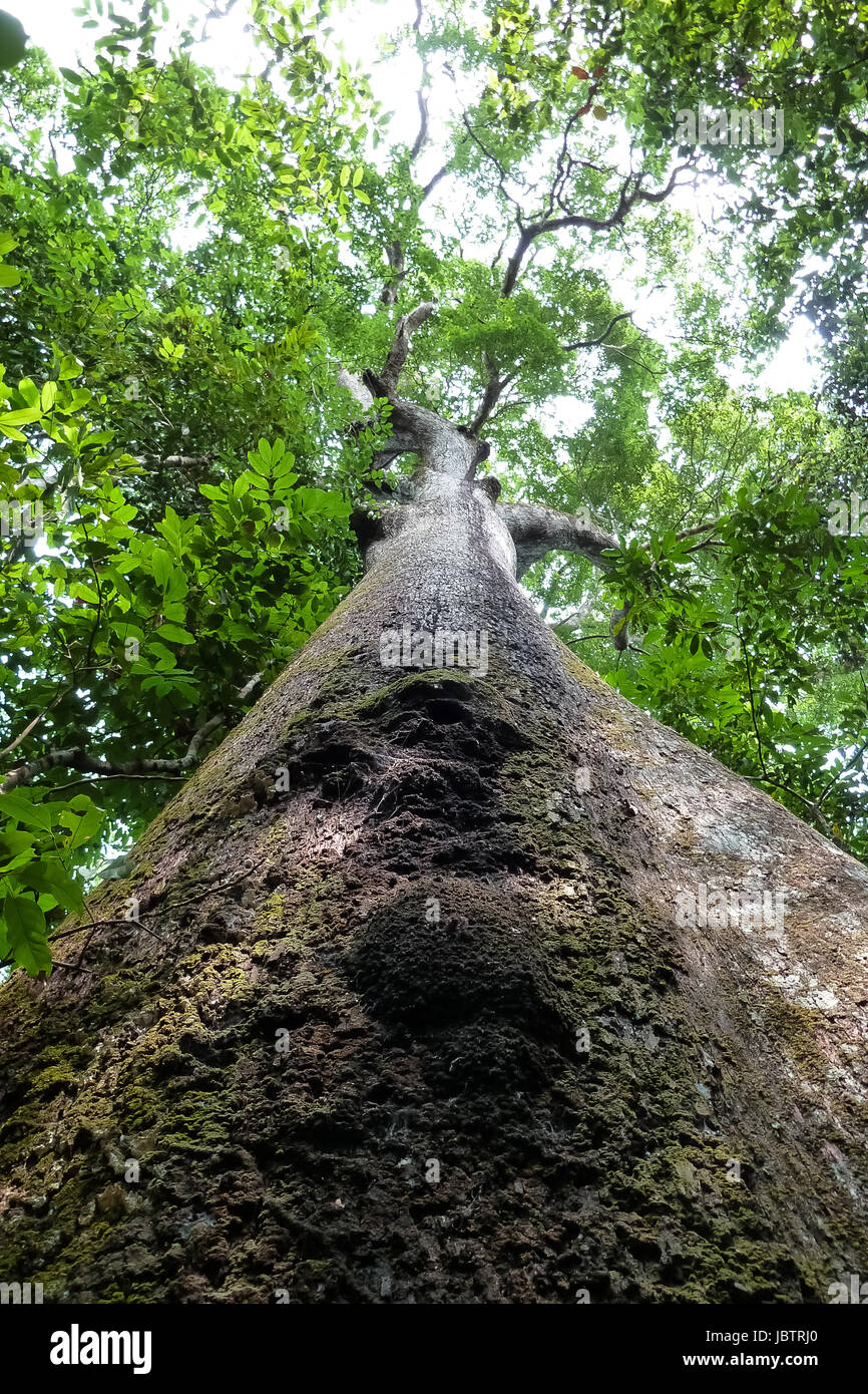 Close up of tree in the Amazon rainforest from below, Brazil Stock