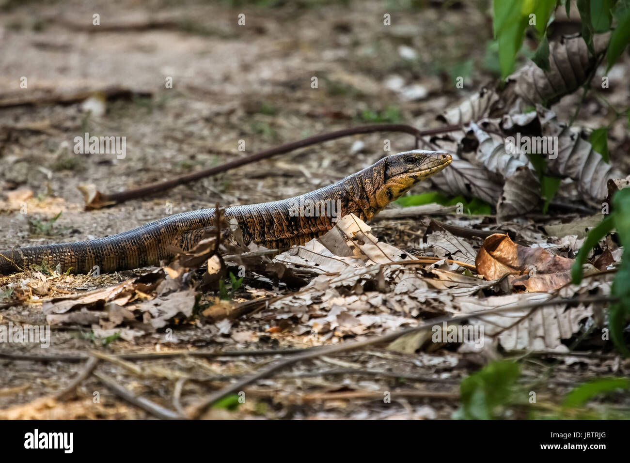 Beautiful Lizard in itsnatural habitat, Pantanal, Brazil Stock Photo