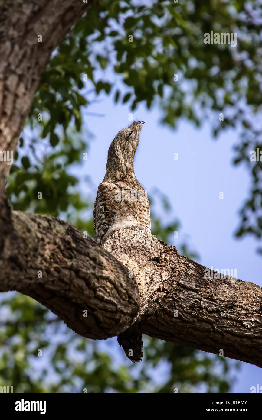 Rare Great potoo hardly to differ of the tree trunk, perfect camouflage, Pantanal, Brazil Stock Photo