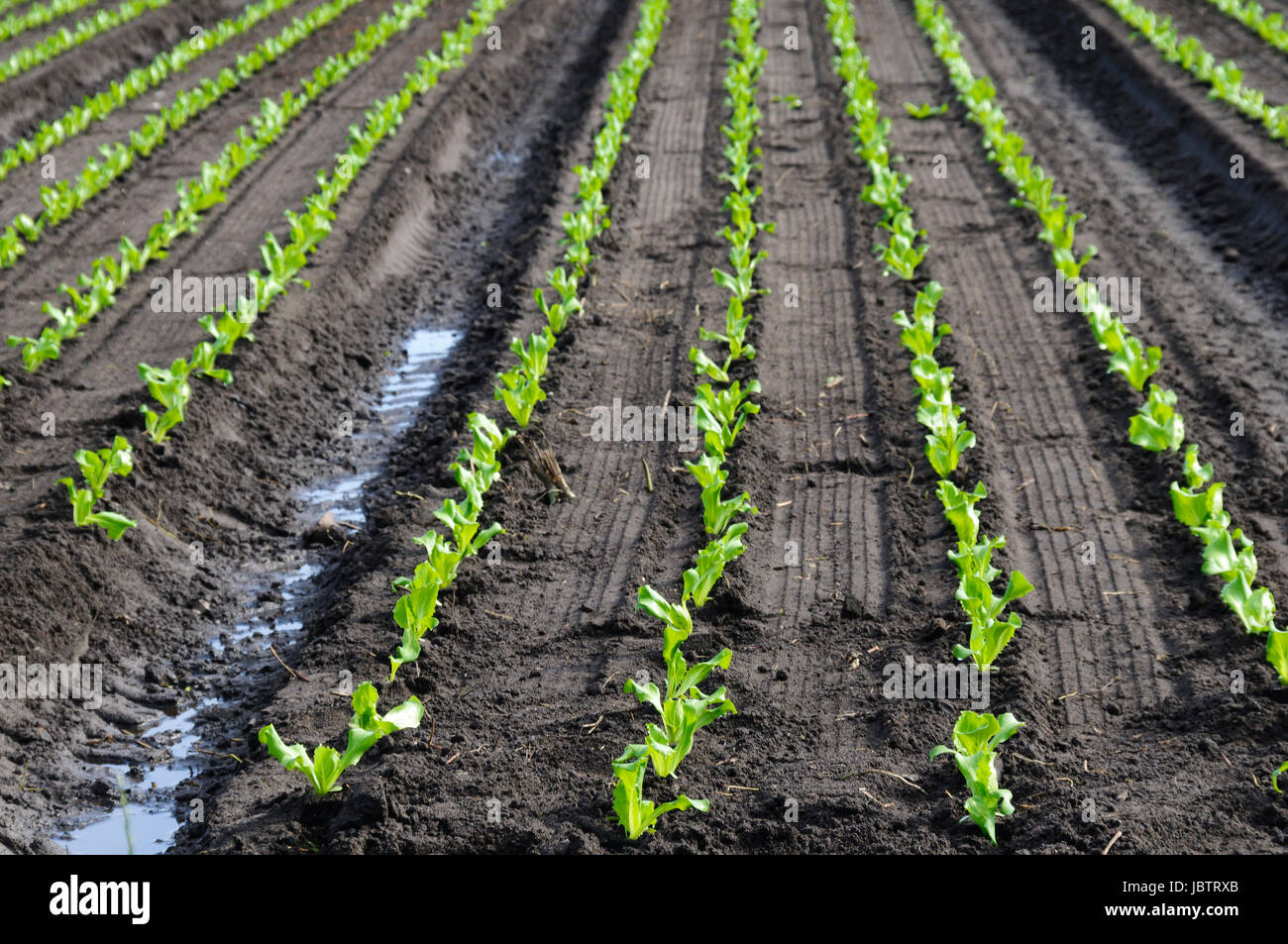 Feld mit Nutzpflanzen in reihen als landwirtschaftlicher Hintergrund. Stock Photo