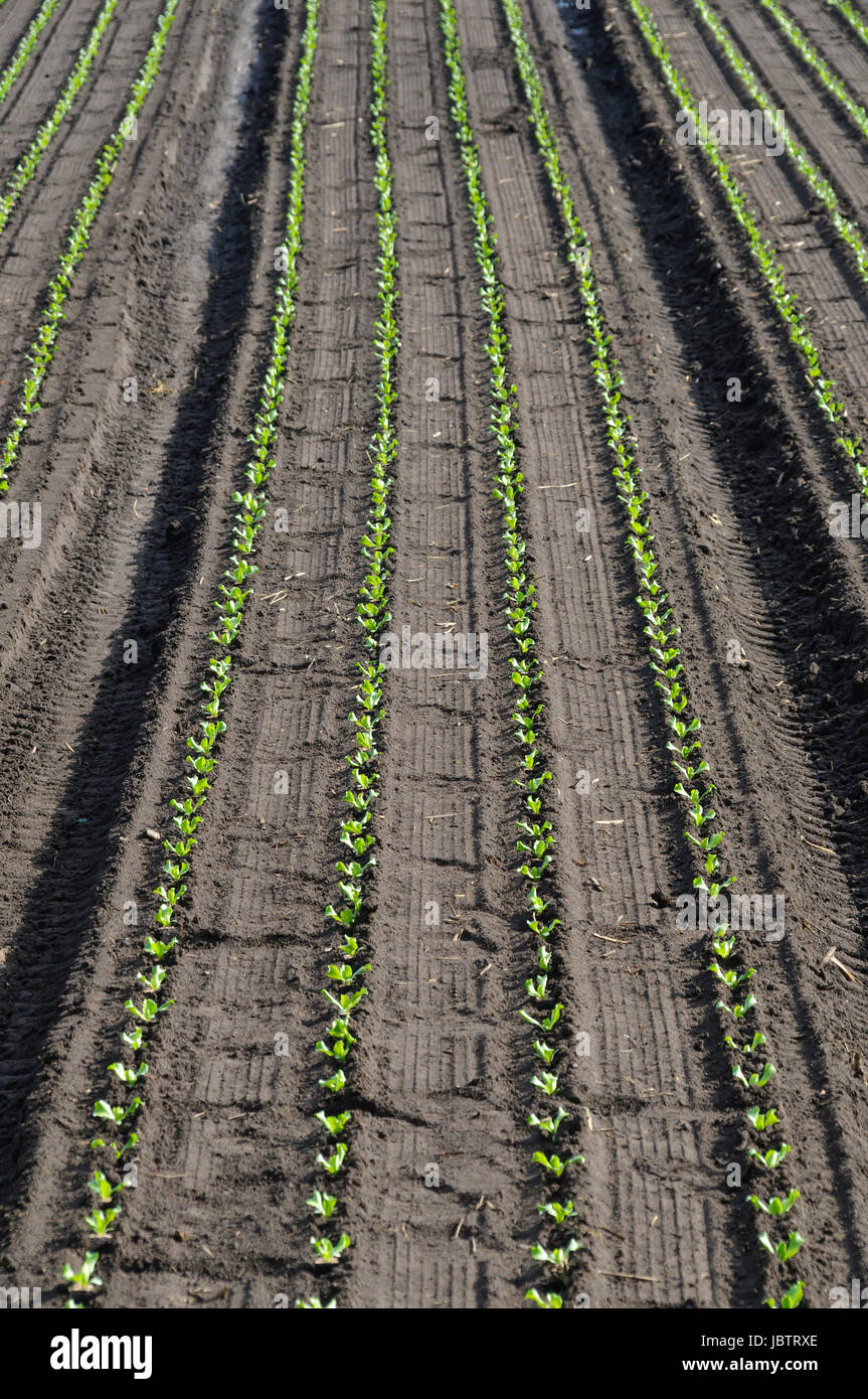 Feld mit Nutzpflanzen in reihen als landwirtschaftlicher Hintergrund ...