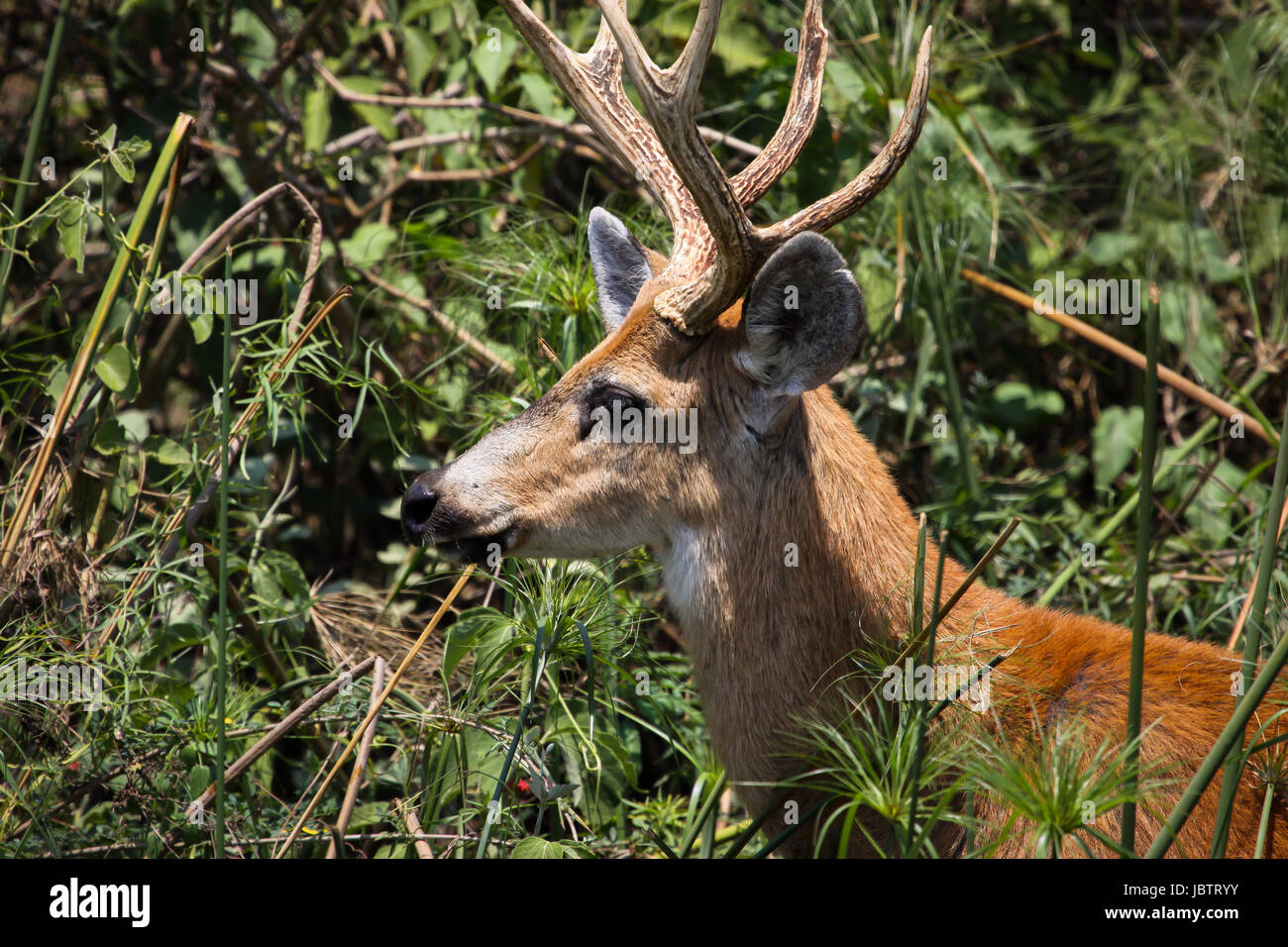 Marsh deer in the swamp, Pantanal, Brazil Stock Photo