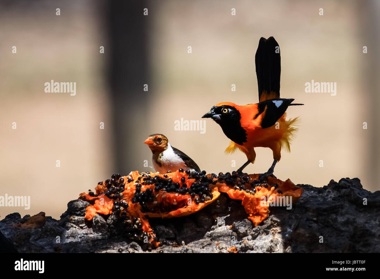 Orange backed troupial and Yellow billed cardinal feeding on a fruit, Pantanal, Brazil Stock Photo